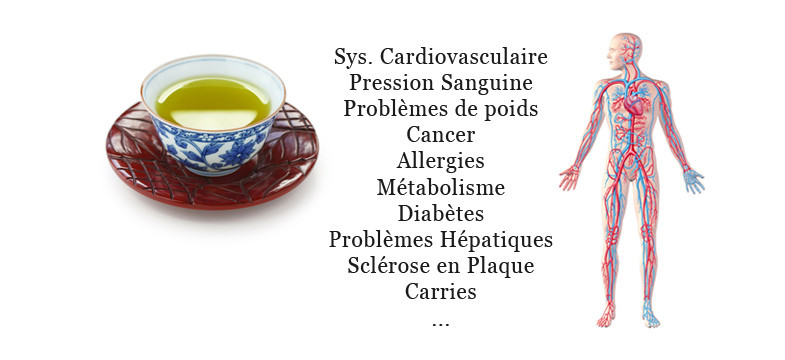 Bienfaits des antioxydants du thé vert - Guide du Thé - Thés de la