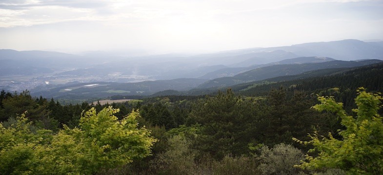 Thé vert de Kirishima (Kagoshima)